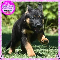 SWEET MUFFIN, a female German Shepherd Dog for sale in Murrieta, CA – 2 of 10