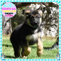 BEAUTIFUL BLUEY, a female German Shepherd Dog for sale in Murrieta, CA – 3 of 7