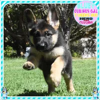 BEAUTIFUL BLUEY, a female German Shepherd Dog for sale in Murrieta, CA – 6 of 7