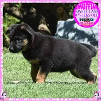 SWEET MUFFIN, a female German Shepherd Dog for sale in Murrieta, CA – 7 of 10