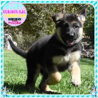 BEAUTIFUL BLUEY, a female German Shepherd Dog for sale in Murrieta, CA – 5 of 7