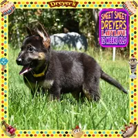 SWEET DREYERS, a female German Shepherd Dog for sale in Murrieta, CA – 9 of 9