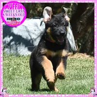 SWEET MUFFIN, a female German Shepherd Dog for sale in Murrieta, CA – 10 of 10