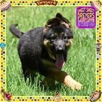 SWEET DREYERS, a female German Shepherd Dog for sale in Murrieta, CA – 3 of 9