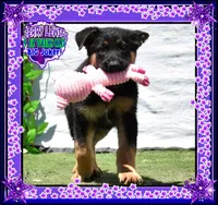 JERRY LEWIS, a male German Shepherd Dog for sale in Murrieta, CA – Photo 3 of 7