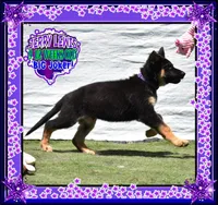 JERRY LEWIS, a male German Shepherd Dog for sale in Murrieta, CA – Photo 5 of 7
