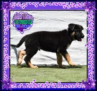 JERRY LEWIS, a male German Shepherd Dog for sale in Murrieta, CA – Photo 7 of 7