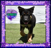 JERRY LEWIS, a male German Shepherd Dog for sale in Murrieta, CA – Photo 1 of 7
