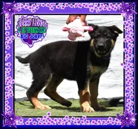 JERRY LEWIS, a male German Shepherd Dog for sale in Murrieta, CA – Photo 6 of 7