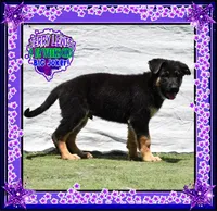 JERRY LEWIS, a male German Shepherd Dog for sale in Murrieta, CA – Photo 2 of 7