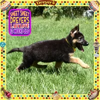 SWEET DREYERS, a female German Shepherd Dog for sale in Murrieta, CA – 2 of 9