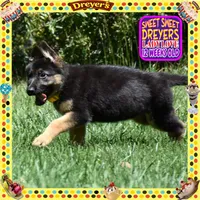 SWEET DREYERS, a female German Shepherd Dog for sale in Murrieta, CA – 4 of 9