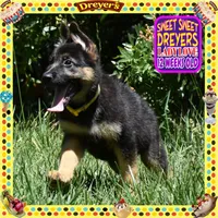 SWEET DREYERS, a female German Shepherd Dog for sale in Murrieta, CA – 5 of 9