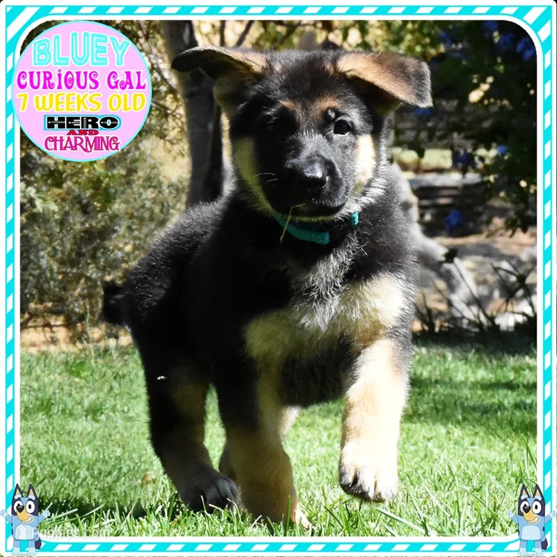 BEAUTIFUL BLUEY – German Shepherd Dog puppy for sale in Murrieta, CA