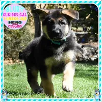 BEAUTIFUL BLUEY, a female German Shepherd Dog for sale in Murrieta, CA – 1 of 7