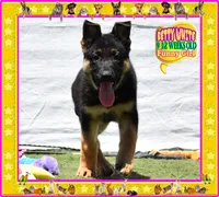 BETTY WHITE, a female German Shepherd Dog for sale in Murrieta, CA – Photo 1 of 8