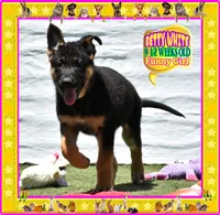 BETTY WHITE, a female German Shepherd Dog for sale in Murrieta, CA – Photo 7 of 8