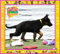 BETTY WHITE, a female German Shepherd Dog for sale in Murrieta, CA – Photo 3 of 8