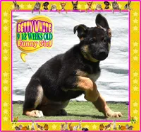 BETTY WHITE, a female German Shepherd Dog for sale in Murrieta, CA – Photo 2 of 8