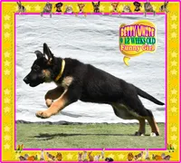 BETTY WHITE, a female German Shepherd Dog for sale in Murrieta, CA – Photo 8 of 8