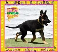 BETTY WHITE, a female German Shepherd Dog for sale in Murrieta, CA – Photo 6 of 8