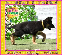 BETTY WHITE, a female German Shepherd Dog for sale in Murrieta, CA – Photo 5 of 8