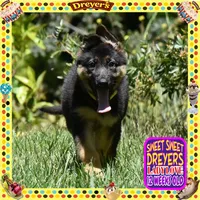 SWEET DREYERS, a female German Shepherd Dog for sale in Murrieta, CA – 7 of 9