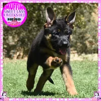 SWEET MUFFIN, a female German Shepherd Dog for sale in Murrieta, CA – 9 of 10