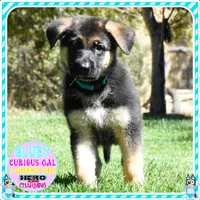BEAUTIFUL BLUEY, a female German Shepherd Dog for sale in Murrieta, CA – 4 of 7