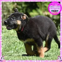 SWEET MUFFIN, a female German Shepherd Dog for sale in Murrieta, CA – 5 of 10