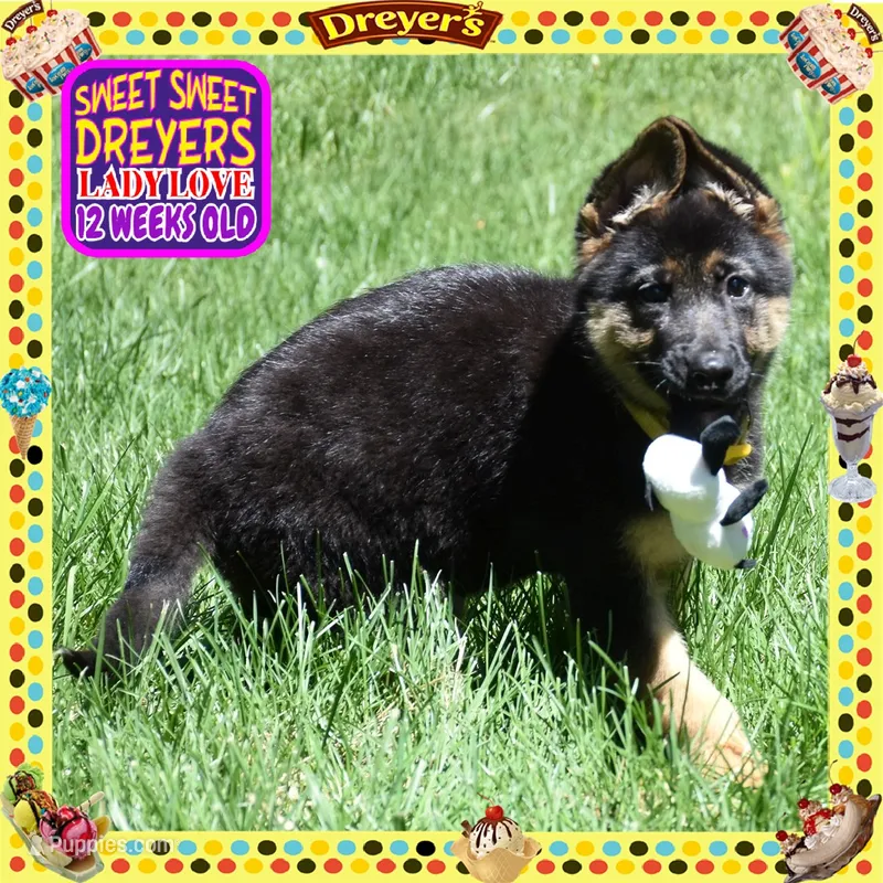 SWEET DREYERS – German Shepherd Dog puppy for sale in Murrieta, CA