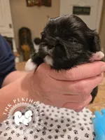 Jimmy, a male Pekingese for sale in Berwick, PA – Photo 9 of 10