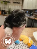 Jimmy, a male Pekingese for sale in Berwick, PA – Photo 3 of 10