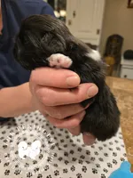 Jimmy, a male Pekingese for sale in Berwick, PA – Photo 8 of 10