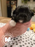 Jimmy, a male Pekingese for sale in Berwick, PA – Photo 10 of 10