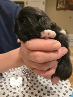 Jimmy, a male Pekingese for sale in Berwick, PA – Photo 2 of 10