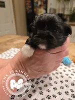 Jimmy, a male Pekingese for sale in Berwick, PA – Photo 7 of 10