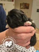 Jimmy, a male Pekingese for sale in Berwick, PA – Photo 1 of 10