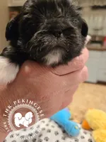 Jimmy, a male Pekingese for sale in Berwick, PA – Photo 6 of 10