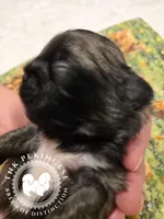 Kupid, a male Pekingese for sale in Berwick, PA – Photo 2 of 10