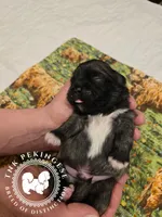Kupid, a male Pekingese for sale in Berwick, PA – Photo 6 of 10