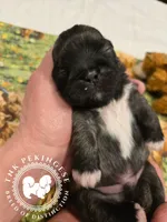 Kupid, a male Pekingese for sale in Berwick, PA – Photo 3 of 10