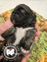 Kupid, a male Pekingese for sale in Berwick, PA – Photo 10 of 10