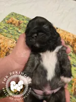 Kupid, a male Pekingese for sale in Berwick, PA – Photo 7 of 10