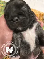 Kupid, a male Pekingese for sale in Berwick, PA – Photo 4 of 10