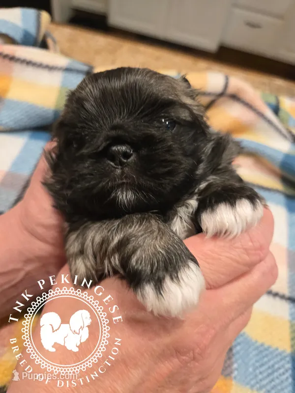 Kupid – Pekingese puppy for sale in Berwick, PA