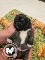 Kupid, a male Pekingese for sale in Berwick, PA – Photo 8 of 10