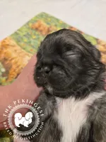 Kupid, a male Pekingese for sale in Berwick, PA – Photo 9 of 10