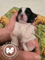 Kaitlin, a female Pekingese for sale in Berwick, PA – Photo 6 of 10