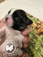 Kaitlin, a female Pekingese for sale in Berwick, PA – Photo 8 of 10